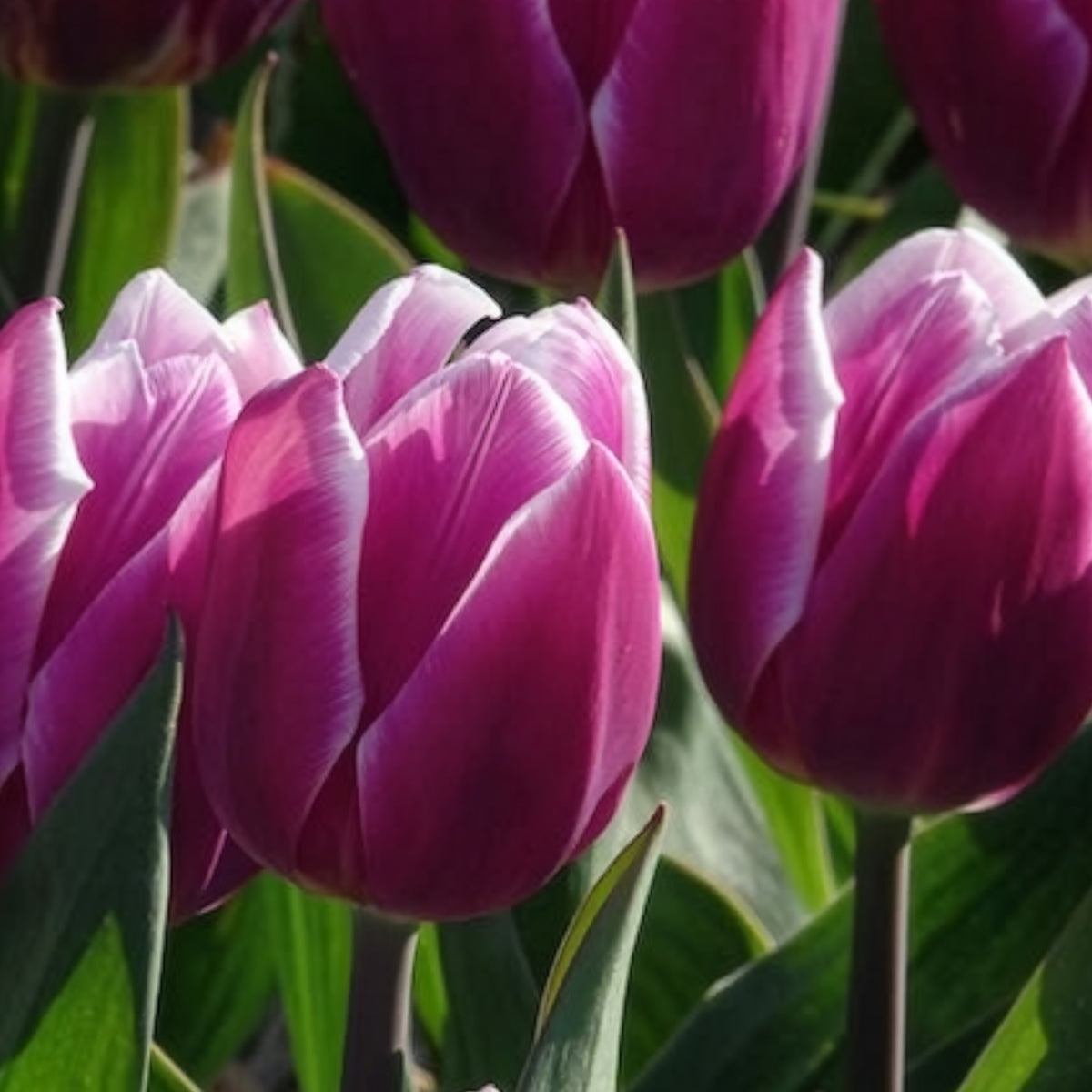 Vente 10 Tulipes Triomphe Synaeda blue - Tulipa Synaeda Blue