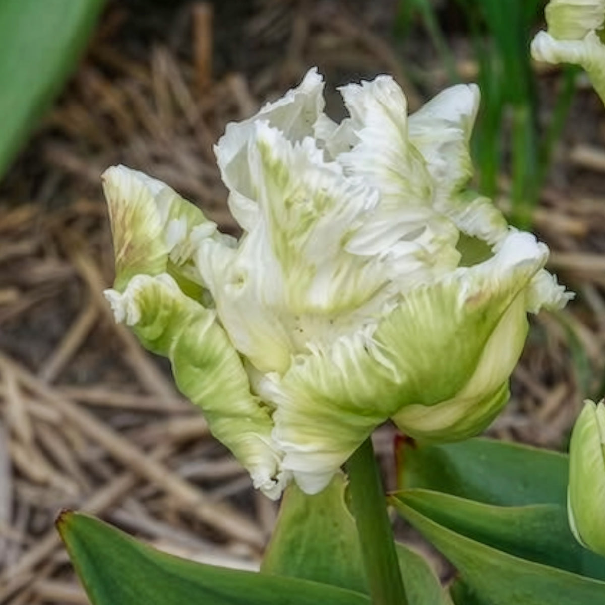 7 Tulipes perroquet White Parrot - Bulbes de Tulipe - Bakker