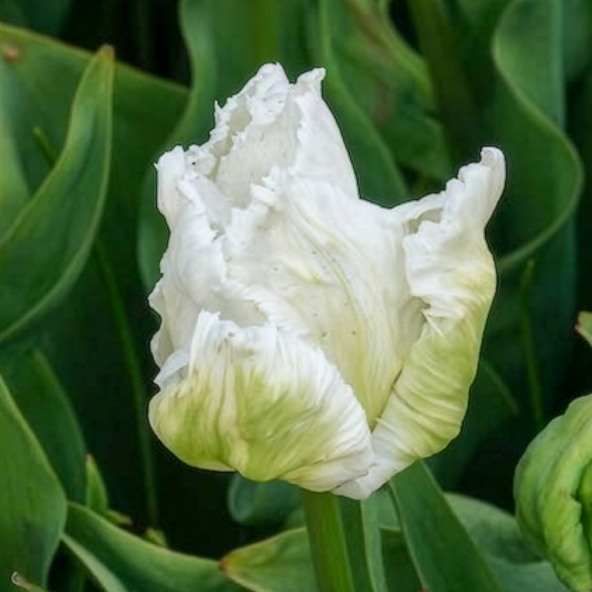 Vente 7 Tulipes perroquet White Parrot