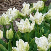 Vente 7 Tulipes perroquet White Parrot - Tulipa 'white parrot'