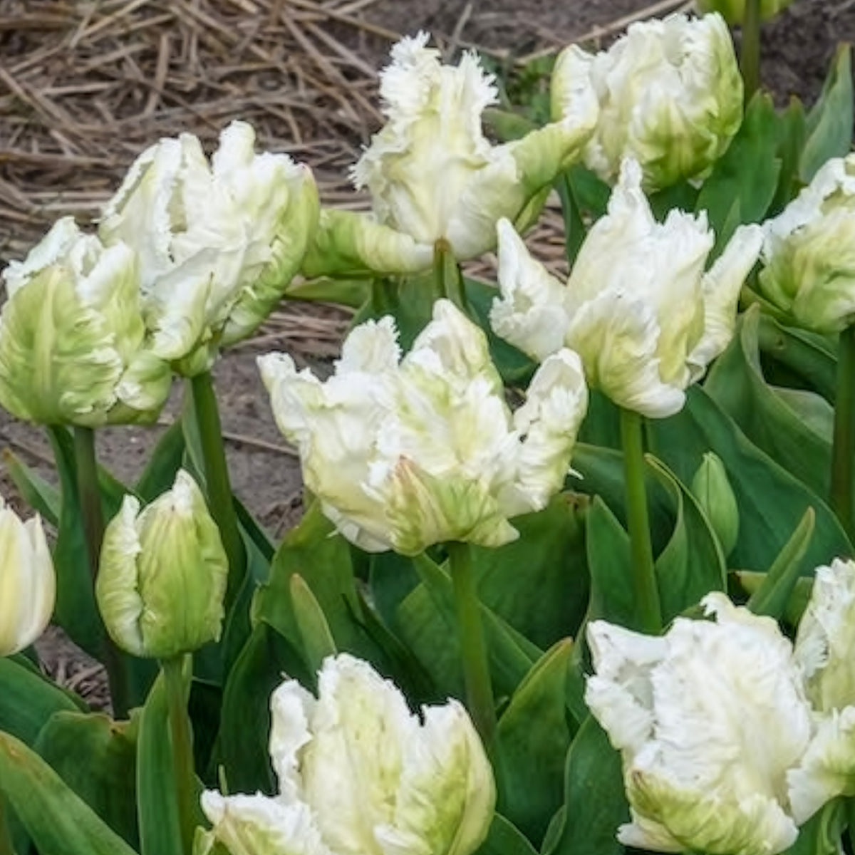 Vente 7 Tulipes perroquet White Parrot - Tulipa 'white parrot'