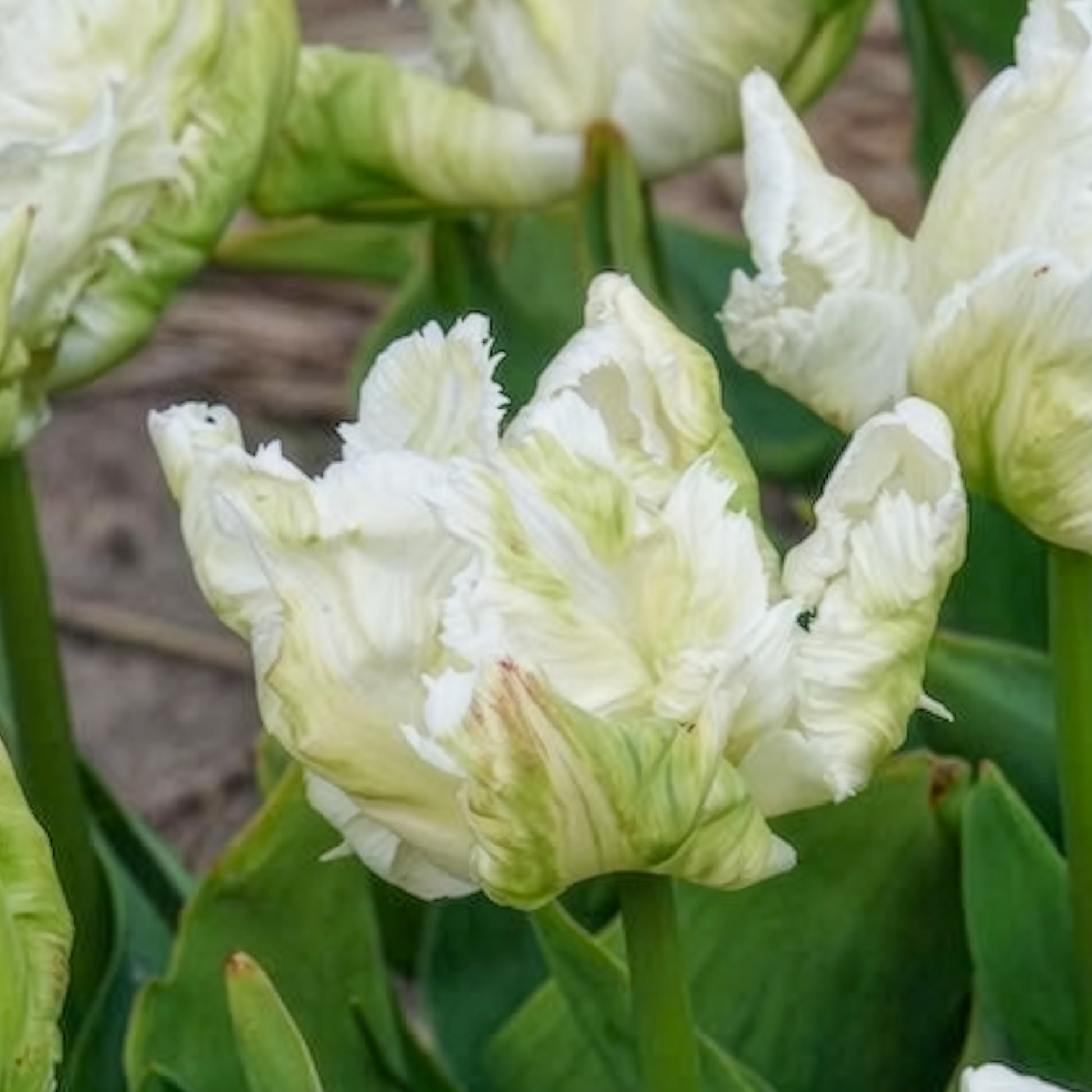 Tulipa 'white parrot' - 7 Tulipes perroquet White Parrot - Bulbes de Tulipe