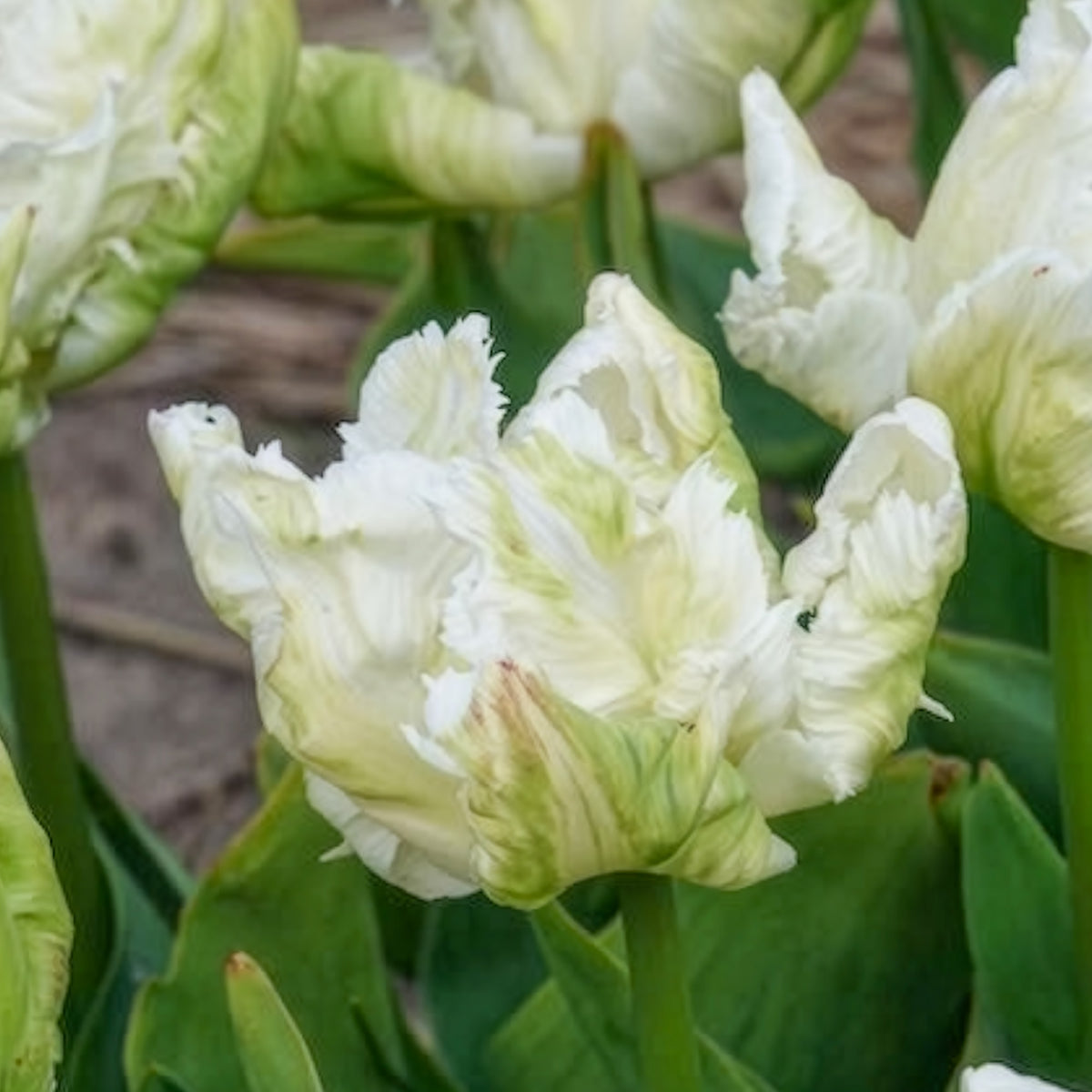 Tulipa 'white parrot' - 7 Tulipes perroquet White Parrot - Bulbes de Tulipe