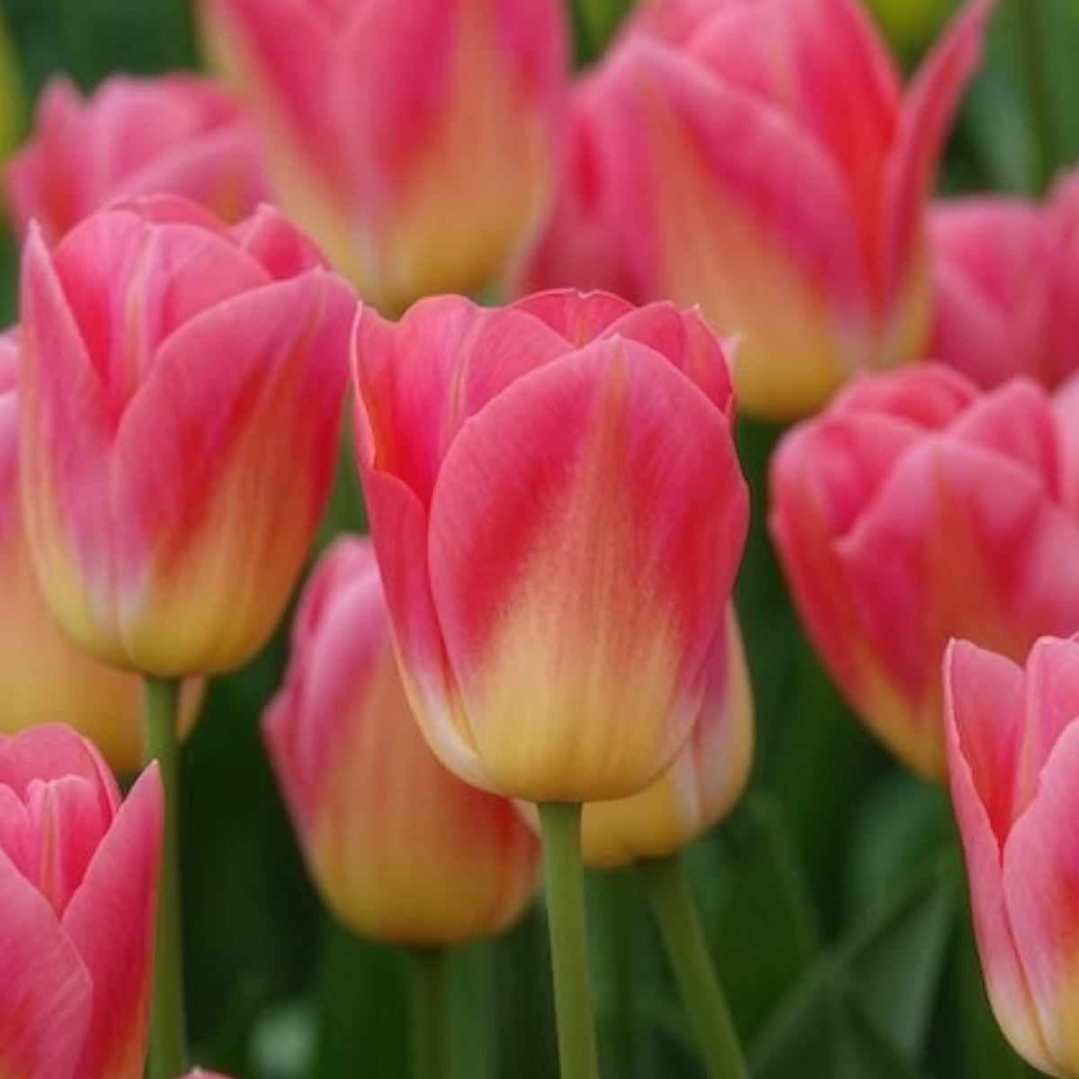 Tulipa 'tom pouce' - 7 Tulipes Triomphe Tom Pouce - Bulbes de Tulipe