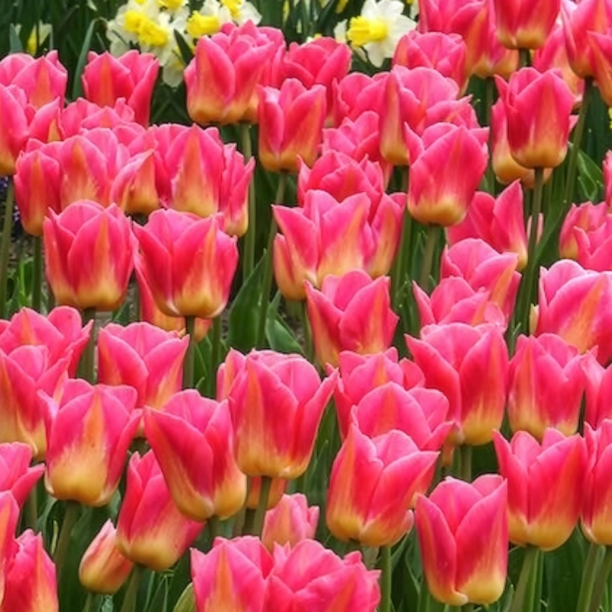 Vente 7 Tulipes Triomphe Tom Pouce