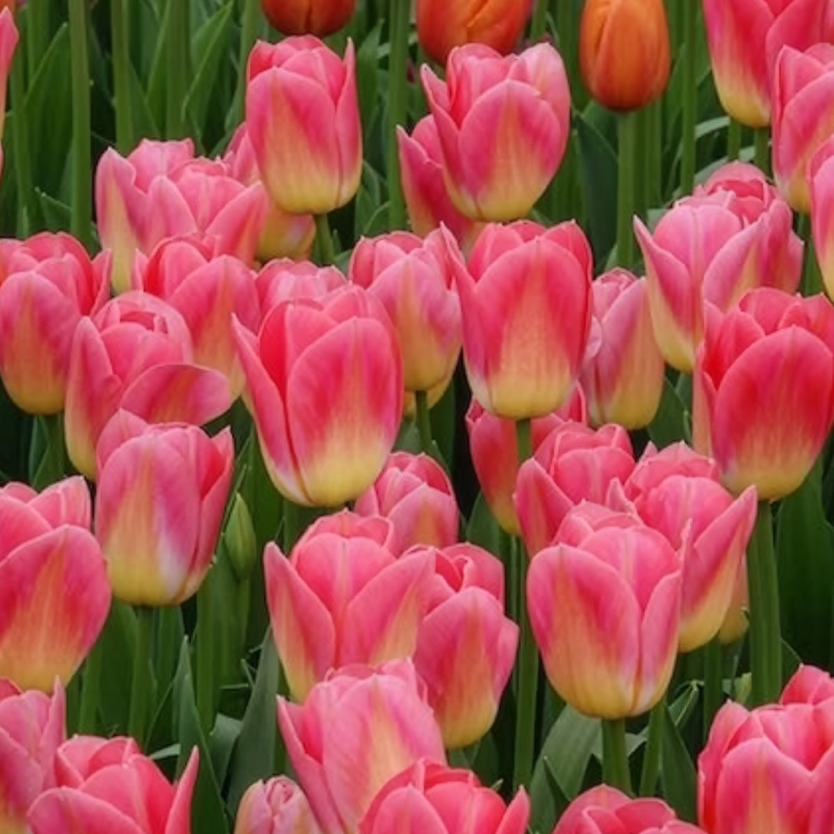 Vente 7 Tulipes Triomphe Tom Pouce - Tulipa 'tom pouce'