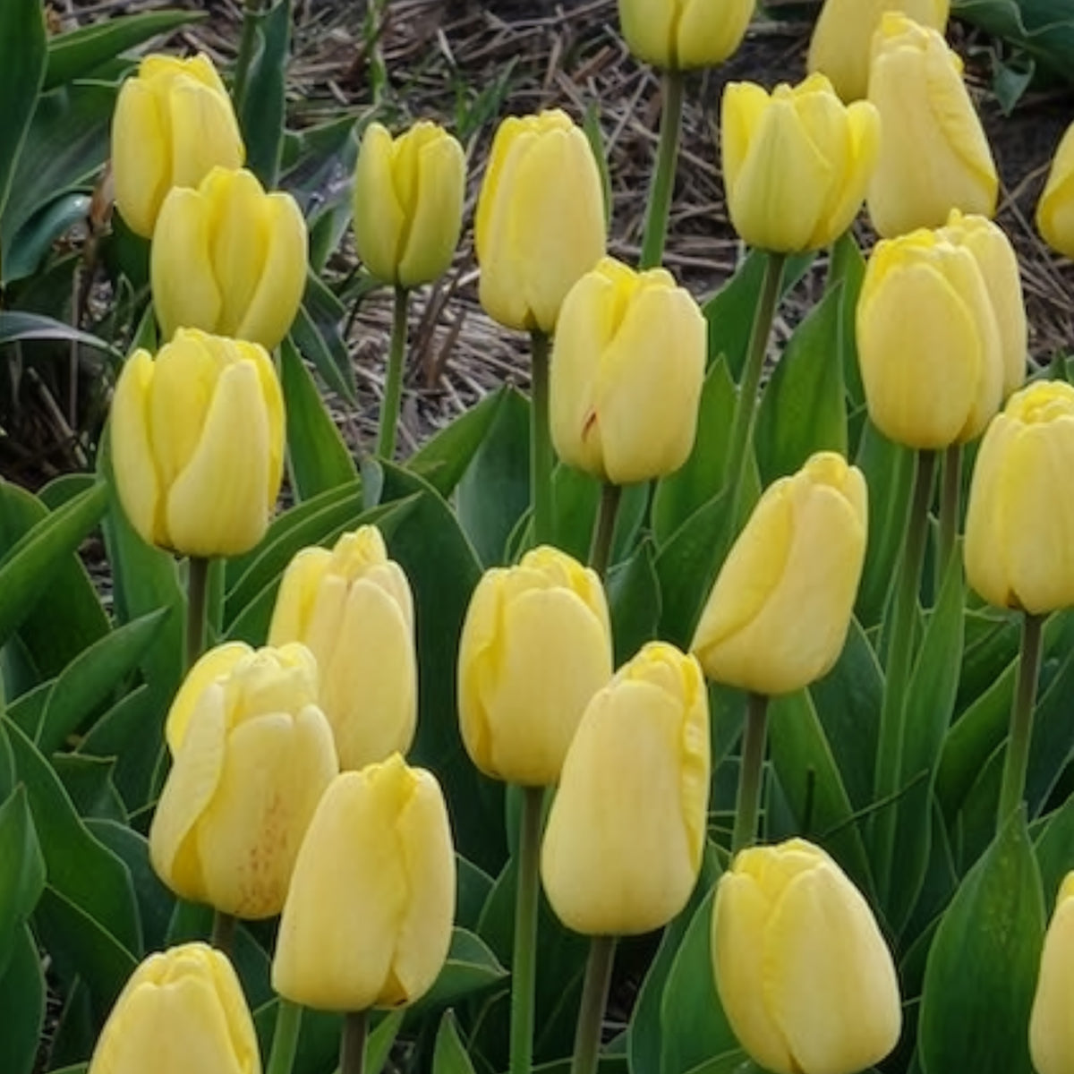 Bulbes de Tulipe - 10 Tulipes Darwin Golden parade - Tulipa 'golden parade'
