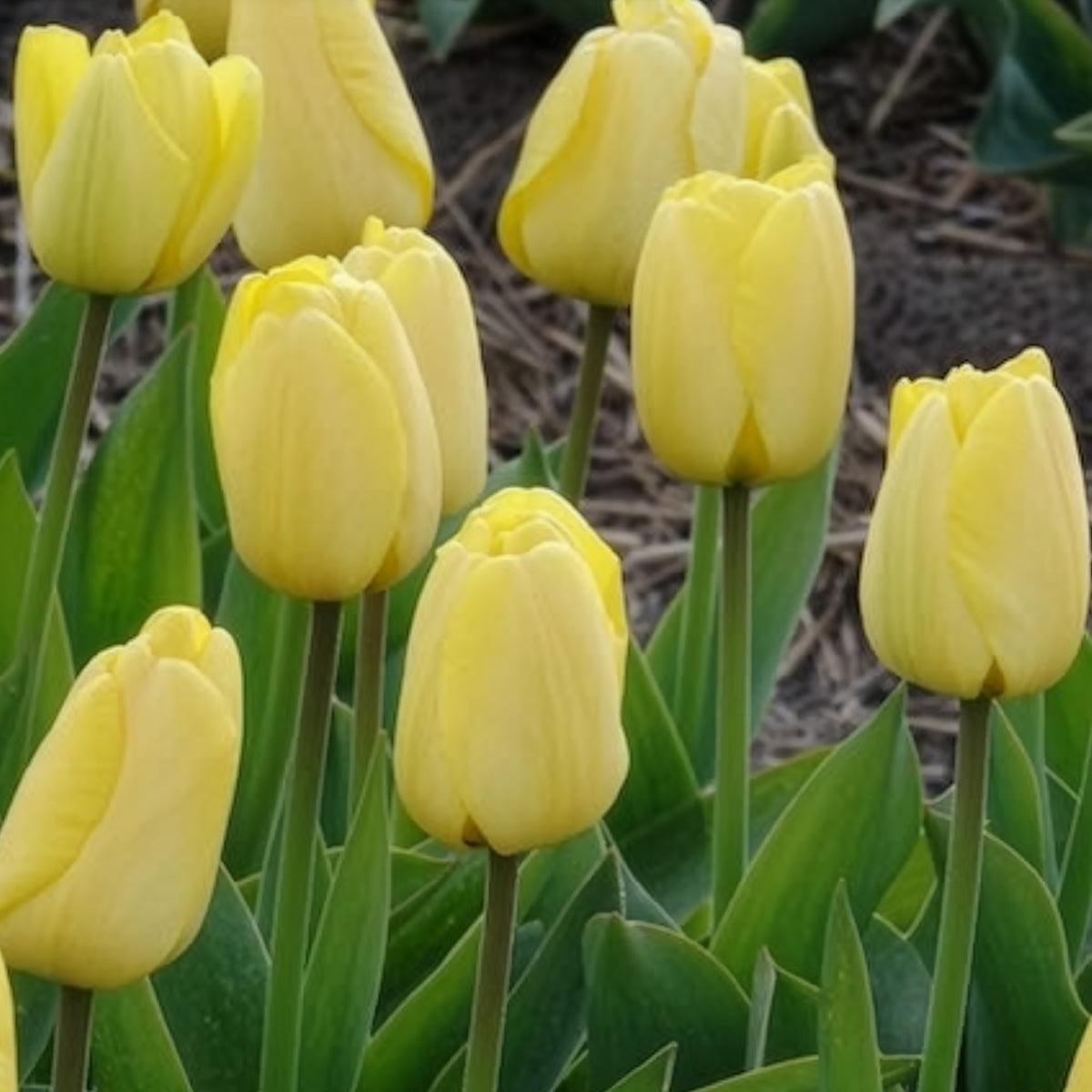 Vente 10 Tulipes Darwin Golden parade - Tulipa 'golden parade'