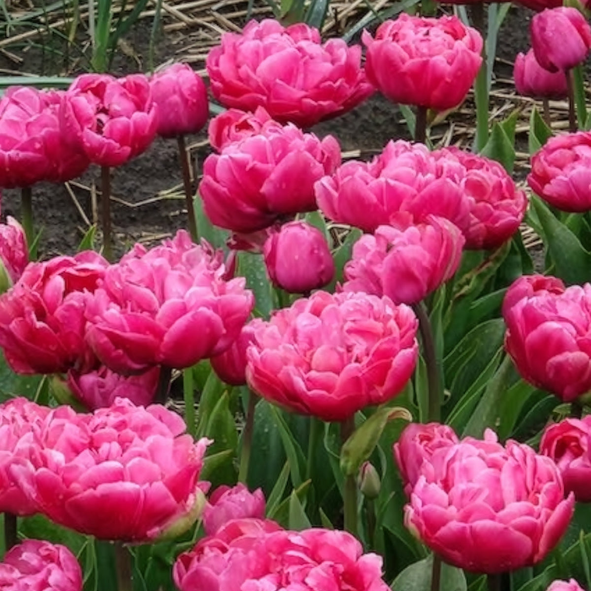 Tulipa 'amazing grace' - 7 Tulipes doubles Amazing Grace - Bulbes de Tulipe