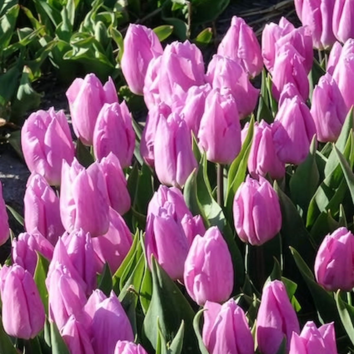 Vente 10 Tulipes Triomphe Candy Prince - Tulipa 'candy prince'