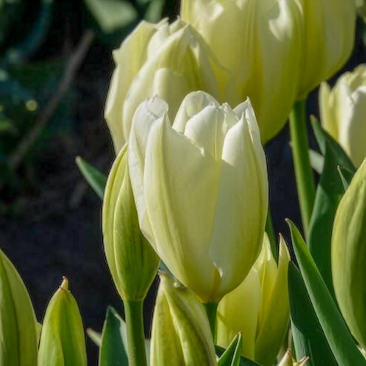 Vente 10 Tulipes Fosteriana Purissima - Bulbes de Tulipe