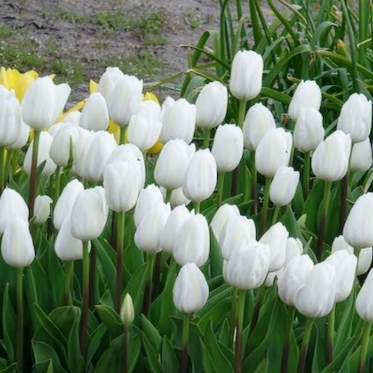 7 Tulipes Triomphe Royal Virgin - Bakker