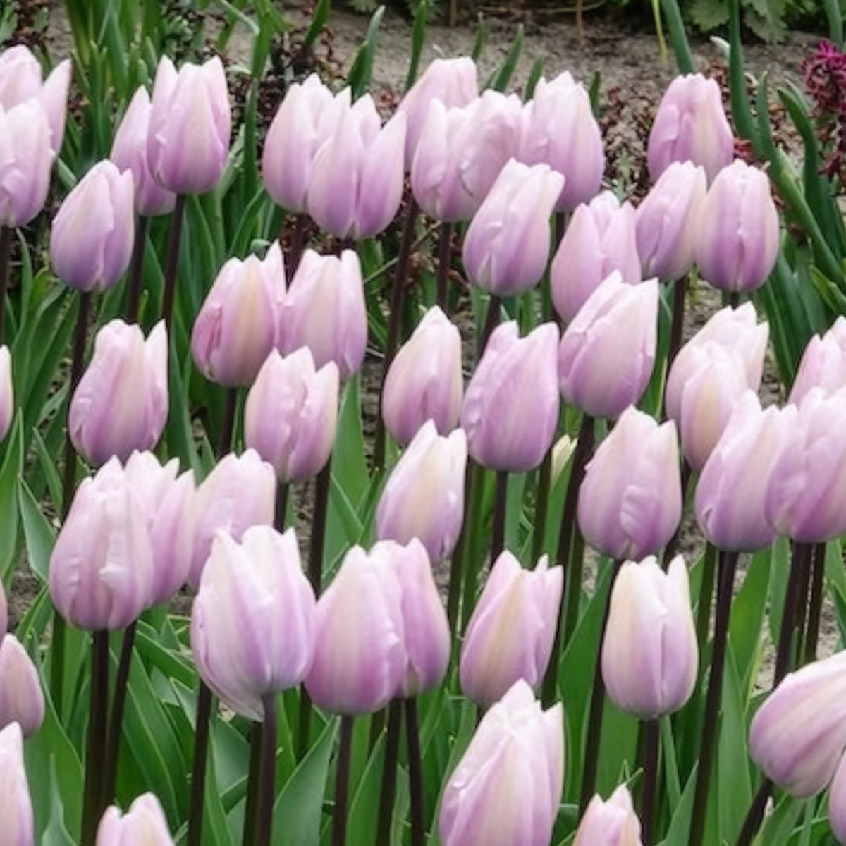 Bulbes de Tulipe - 7 Tulipes Triomphe Silver Cloud - Tulipa 'silver cloud'