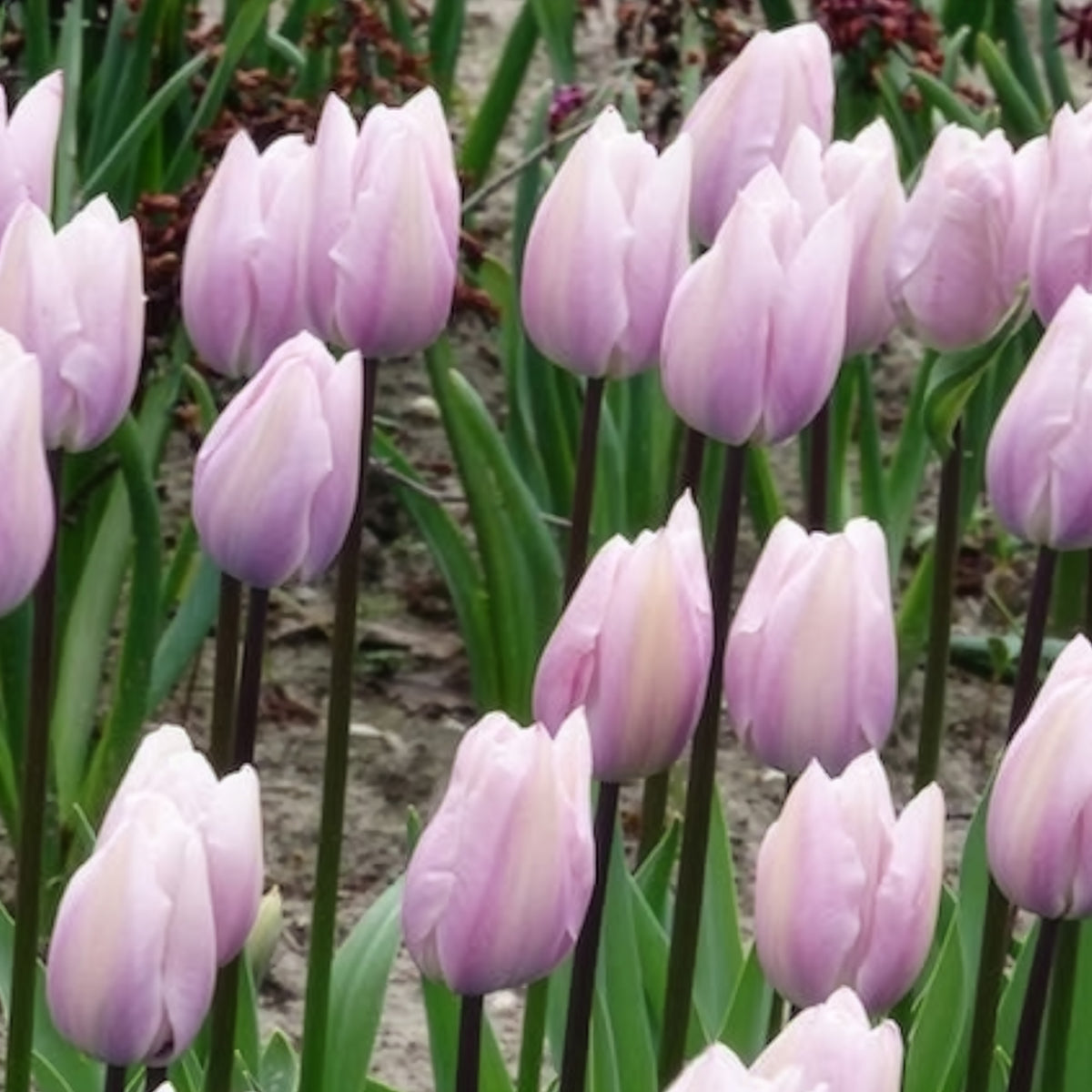 7 Tulipes Triomphe Silver Cloud - Tulipa 'silver cloud' - Bakker