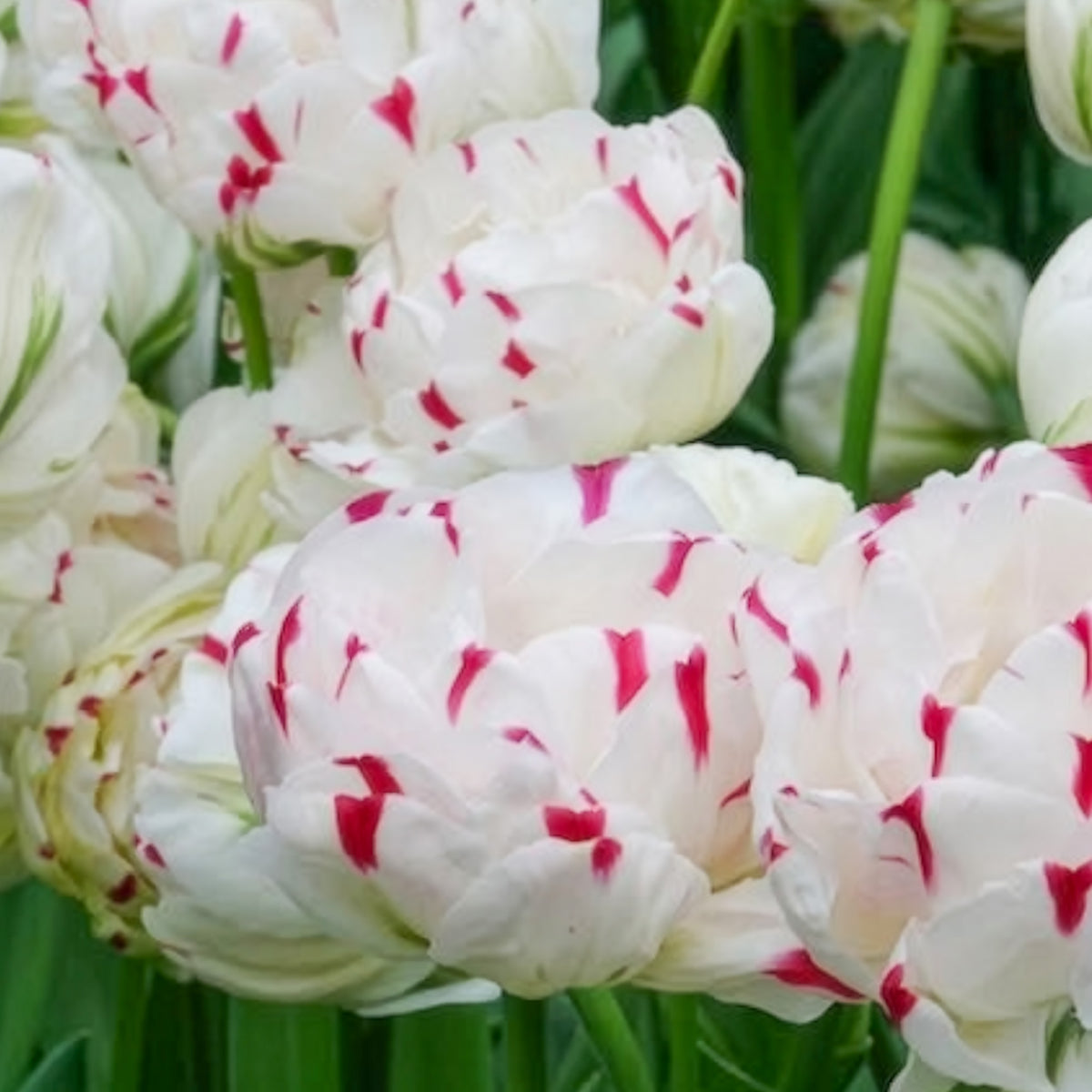 Tulipa Danceline - 7 Tulipes double Dance line - Bulbes de Tulipe