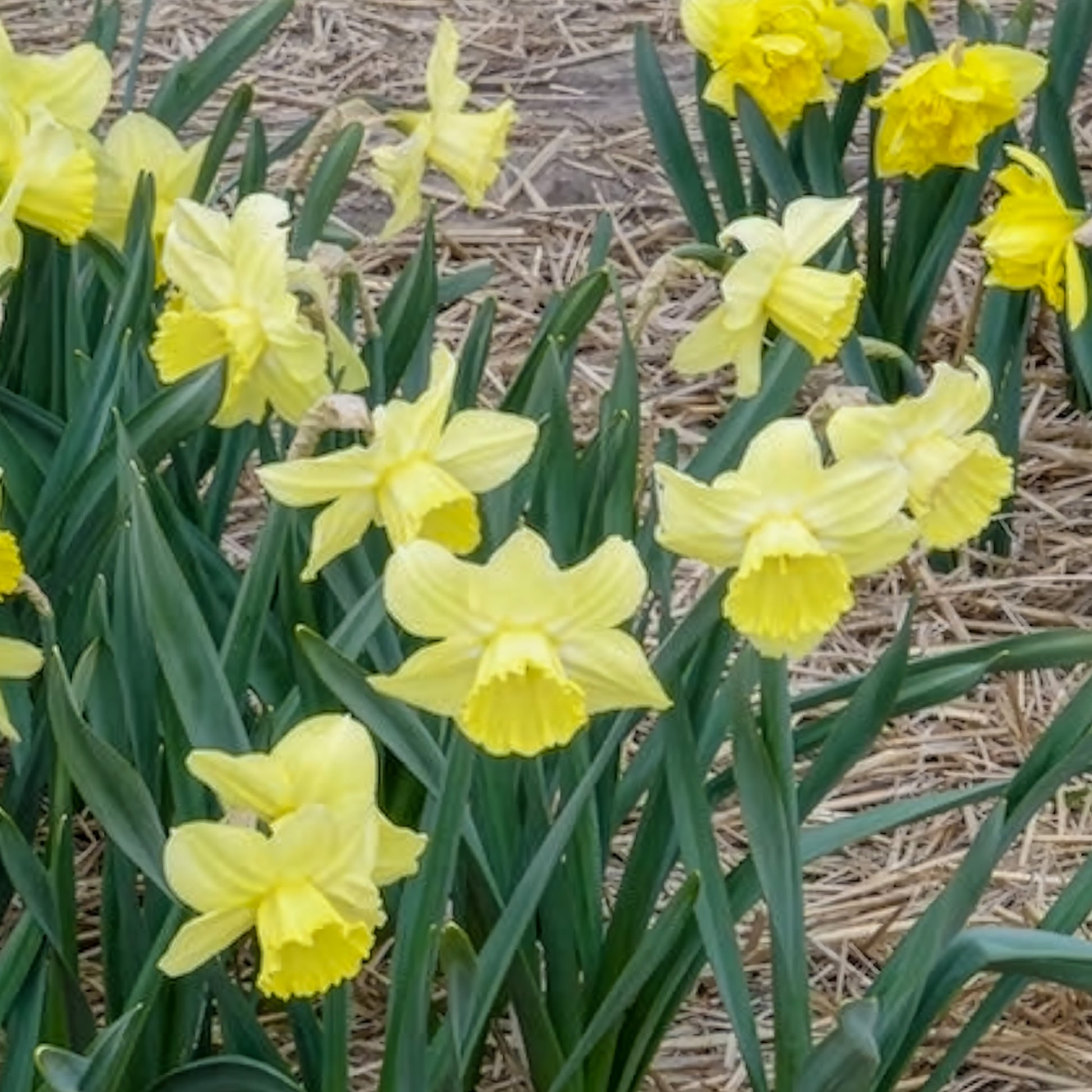 Bulbes de Narcisse - 5 Narcisses à grande couronne Avalon - Narcissus Avalon