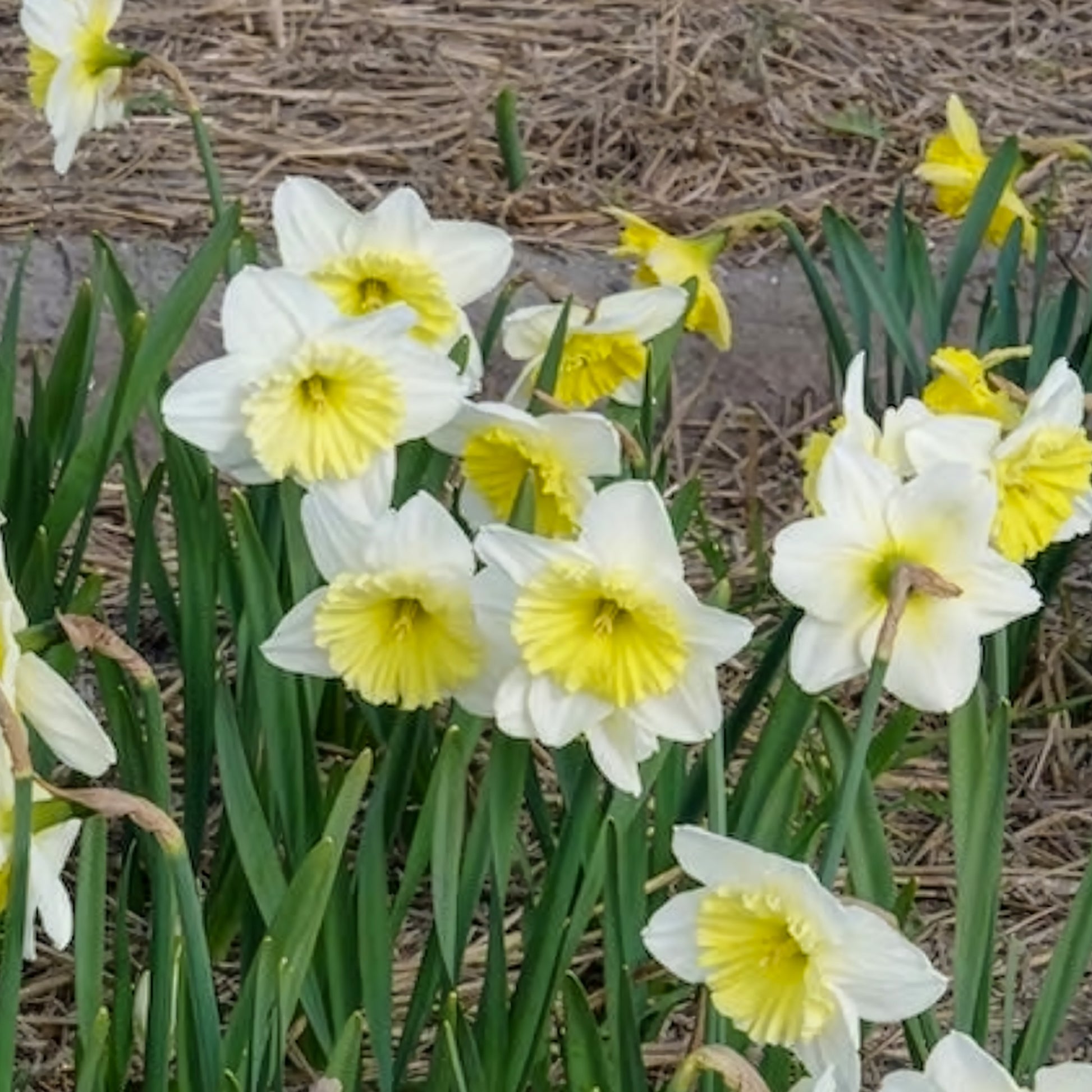 Bulbes de Narcisse - 5 Narcisses à grande couronne Ice follies - Narcissus 'ice follies'