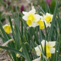 Vente 7 Narcisses Golden Echo - Narcissus 'golden echo'
