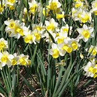 Bulbes de Narcisse - 7 Narcisses Golden Echo - Narcissus 'golden echo'