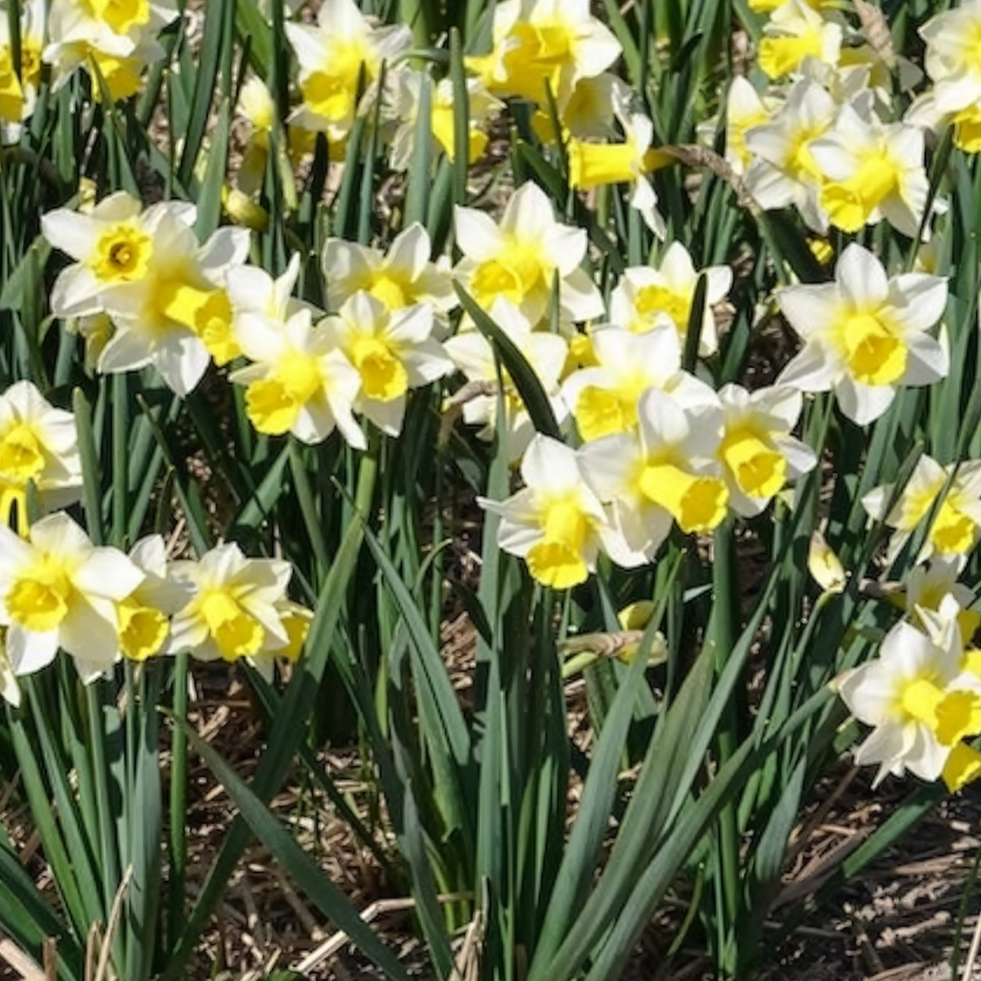 Bulbes de Narcisse - 7 Narcisses Golden Echo - Narcissus 'golden echo'
