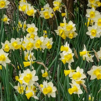 Vente 7 Narcisses Golden Echo - Bulbes de Narcisse