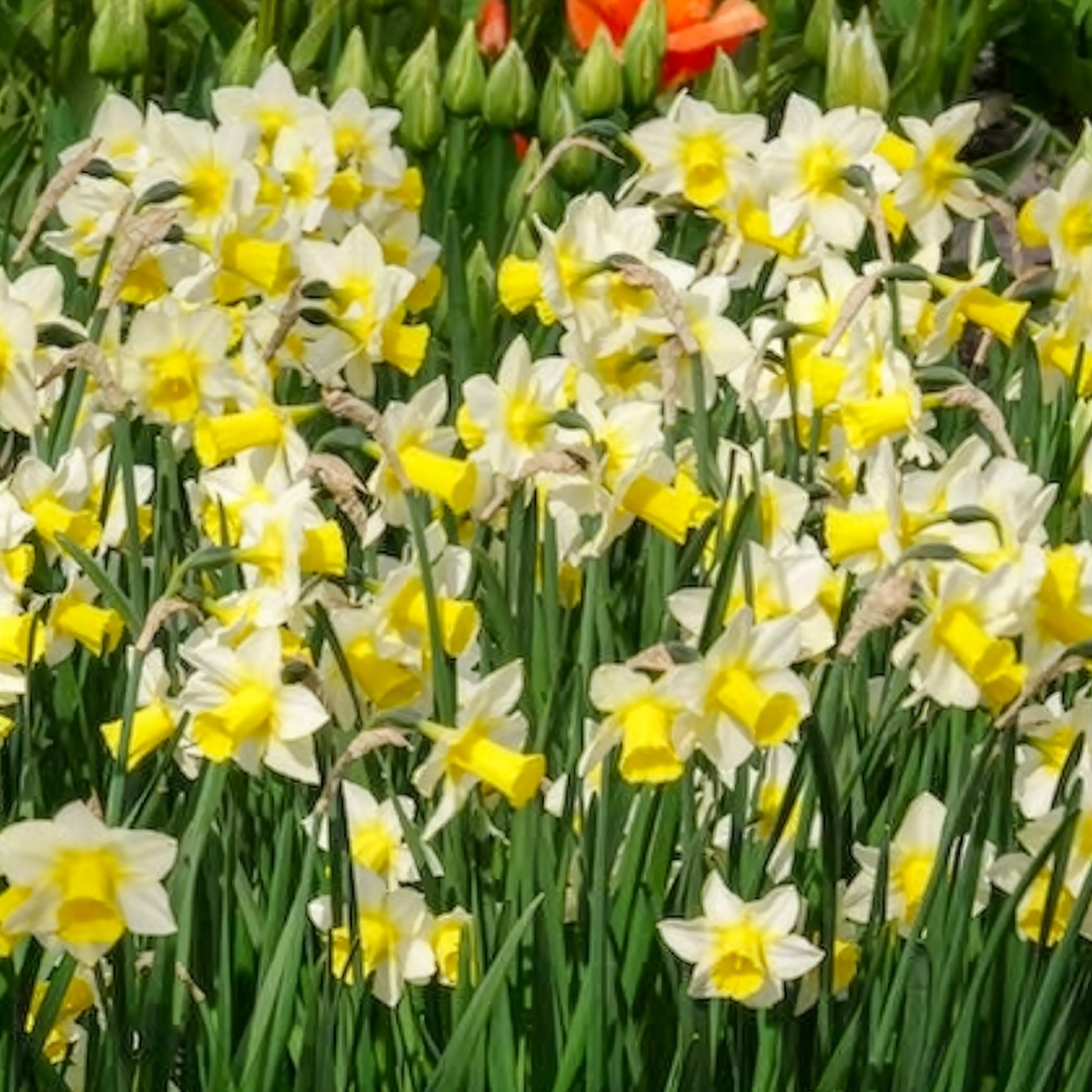 7 Narcisses Golden Echo - Bulbes de Narcisse - Bakker