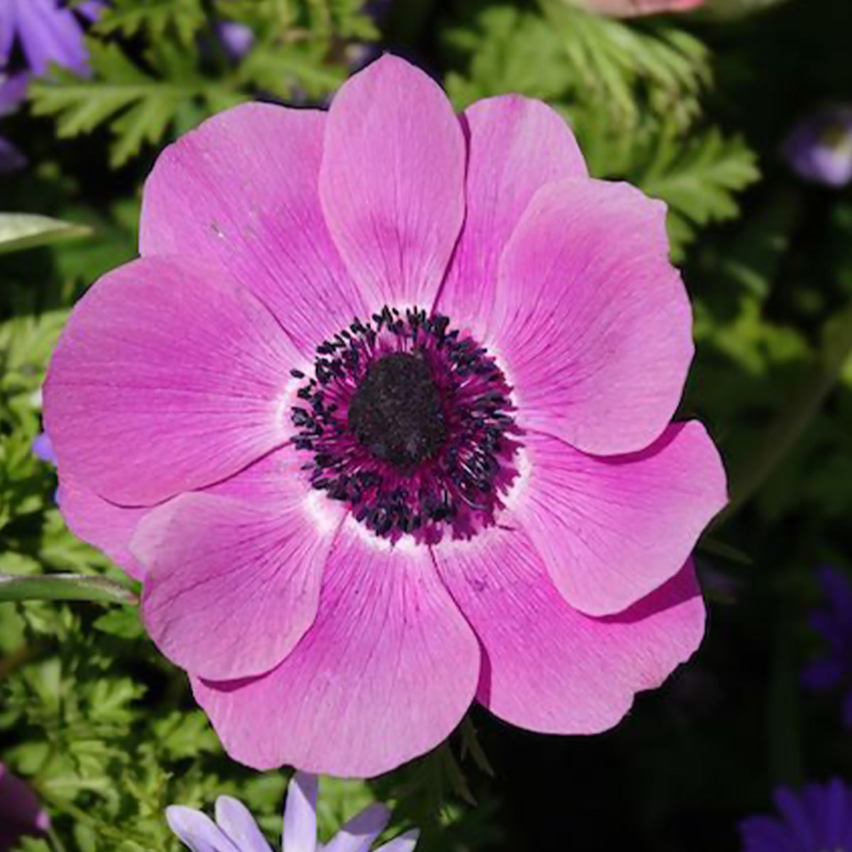 Anemone 'sylphide' - Anémones coronaria roses - Bulbes d'Anémone
