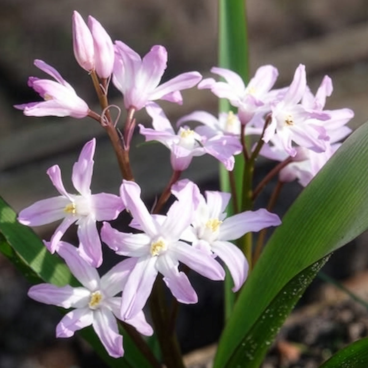 Chionodoxa 'pink giant' - 20 Gloire des Neiges 'Pink Giant' - Bulbes de Gloire des neiges