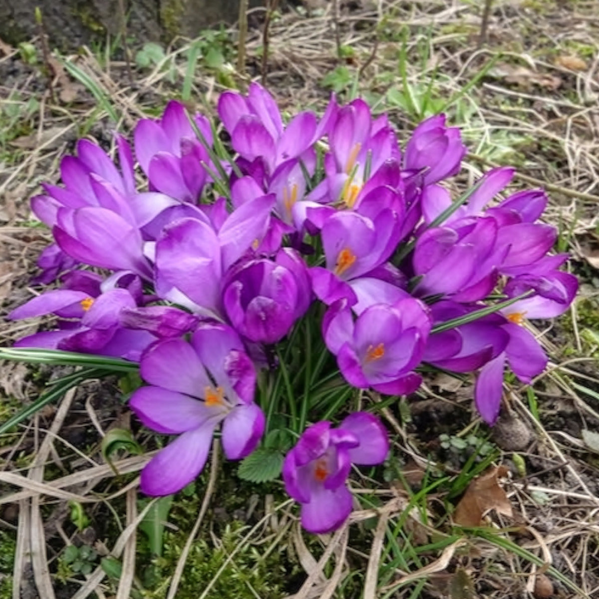 Crocus 'ruby giant' - 20 Crocus hybride Ruby Giant - Bulbes de Crocus