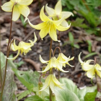 Bulbes de printemps - Erythrone Pagoda - Erythronium 'pagoda'