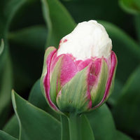 Vente 7 Tulipes doubles Ice Cream - Tulipa Ice Cream
