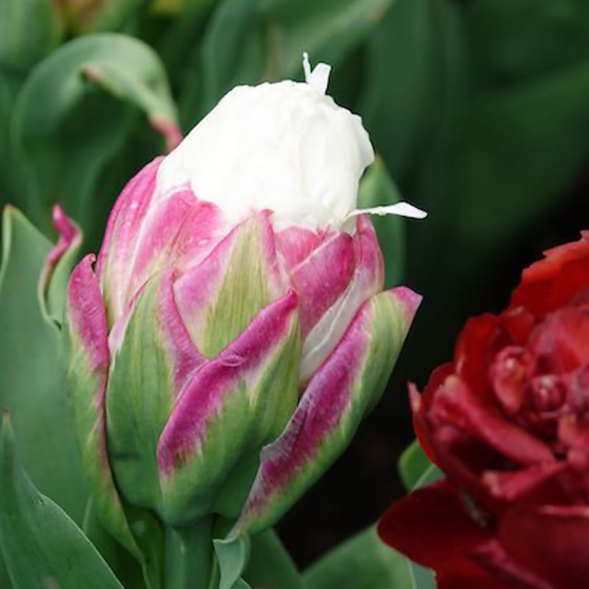 Tulipa Ice Cream - 7 Tulipes doubles Ice Cream - Bulbes de Tulipe