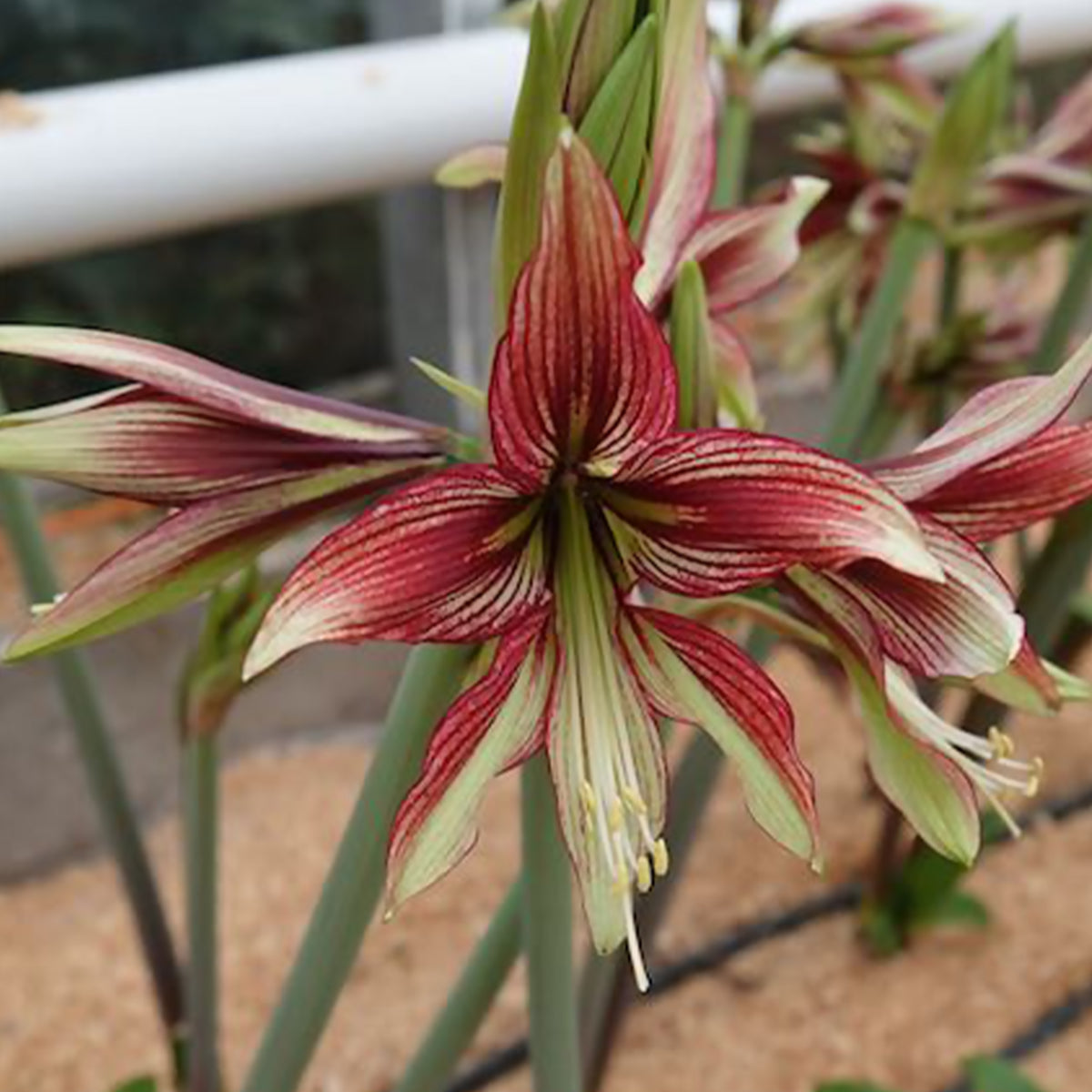 Amaryllis Mystica - Hippeastrum Mystica - Bakker