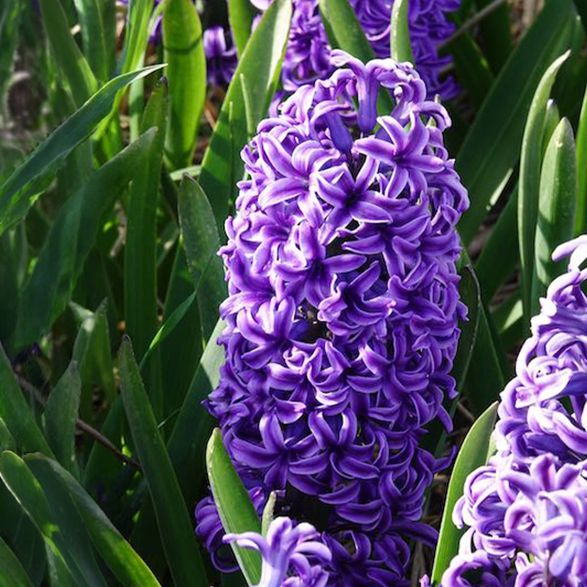 Jacinthe Blue Jacket - Bulbes de Jacinthe - Bakker