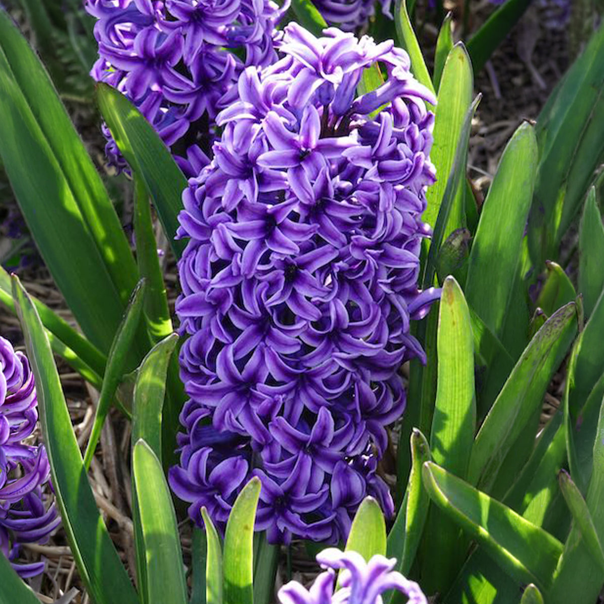 Bulbes de Jacinthe - Jacinthe Blue Jacket - Hyacinthus orientalis Blue Jacket