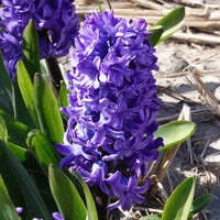 Bulbes de Jacinthe - Jacinthe Delft Blue - Hyacinthus orientalis Delft Blue