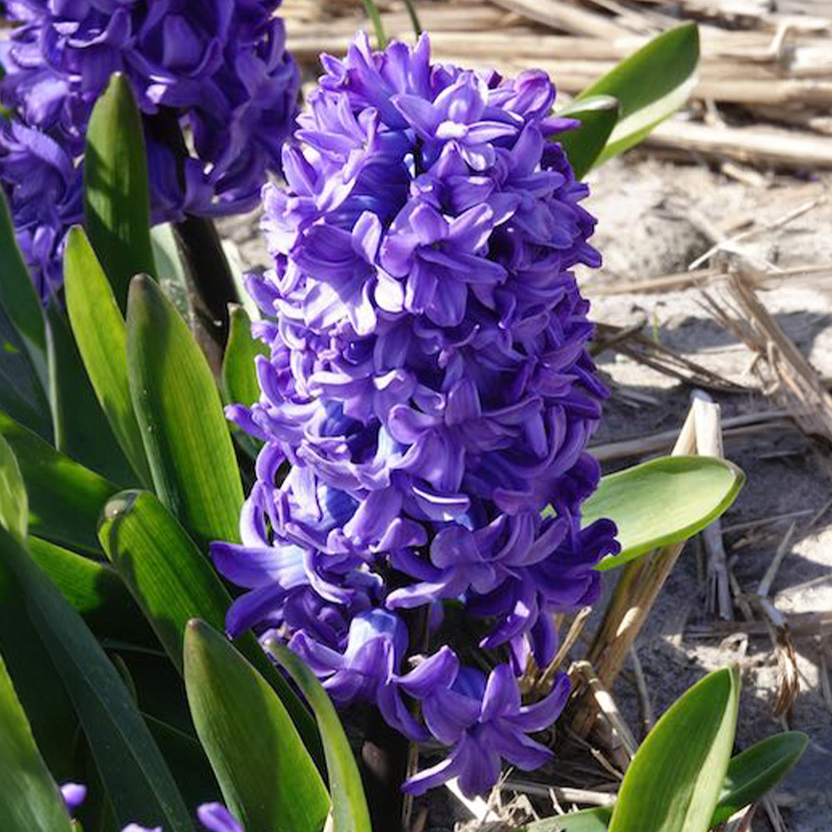 Bulbes de Jacinthe - Jacinthe Delft Blue - Hyacinthus orientalis Delft Blue