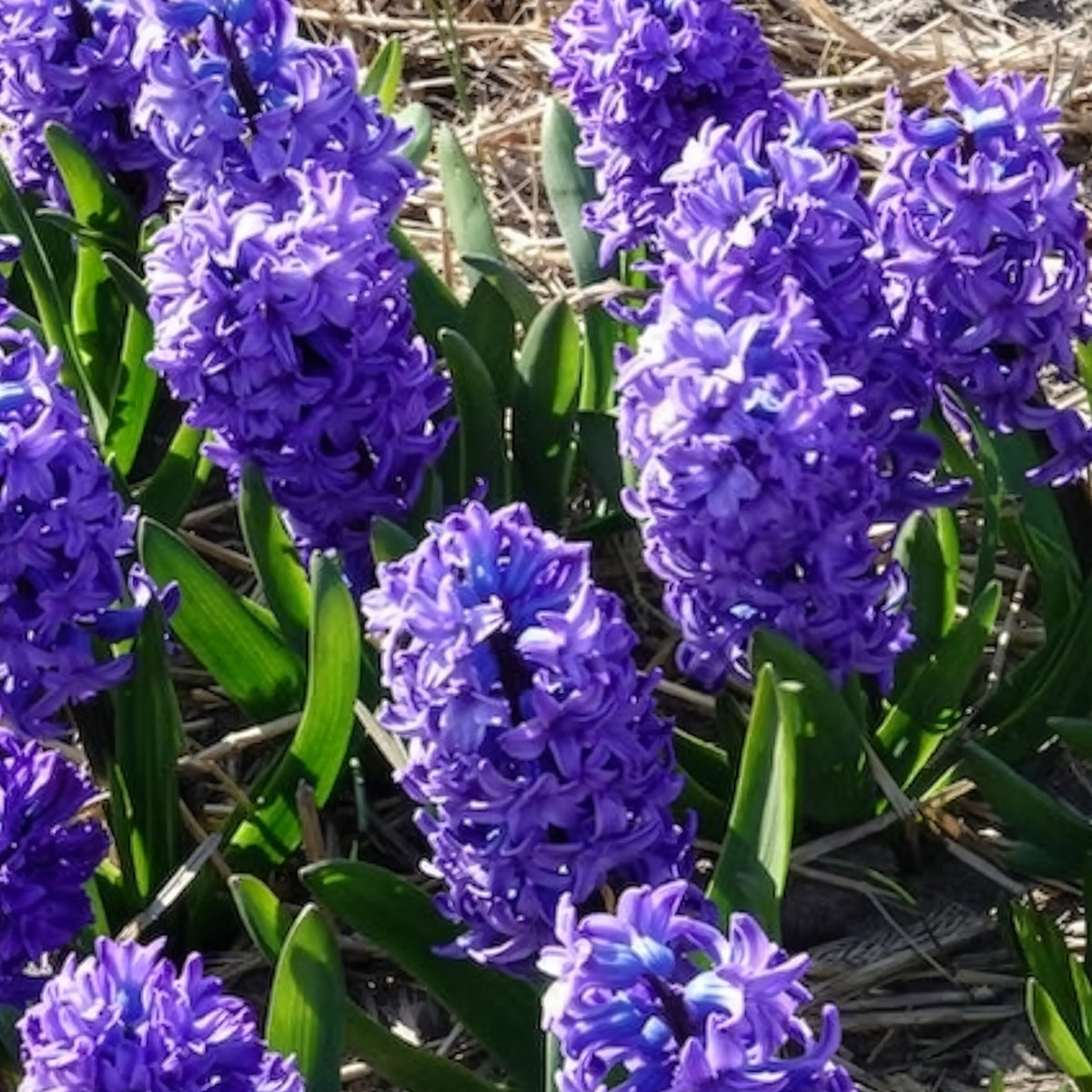 Vente Jacinthe Delft Blue - Hyacinthus orientalis Delft Blue