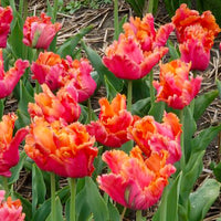7 Tulipes perroquets Amazing Parrot - Bulbes de Tulipe - Bakker