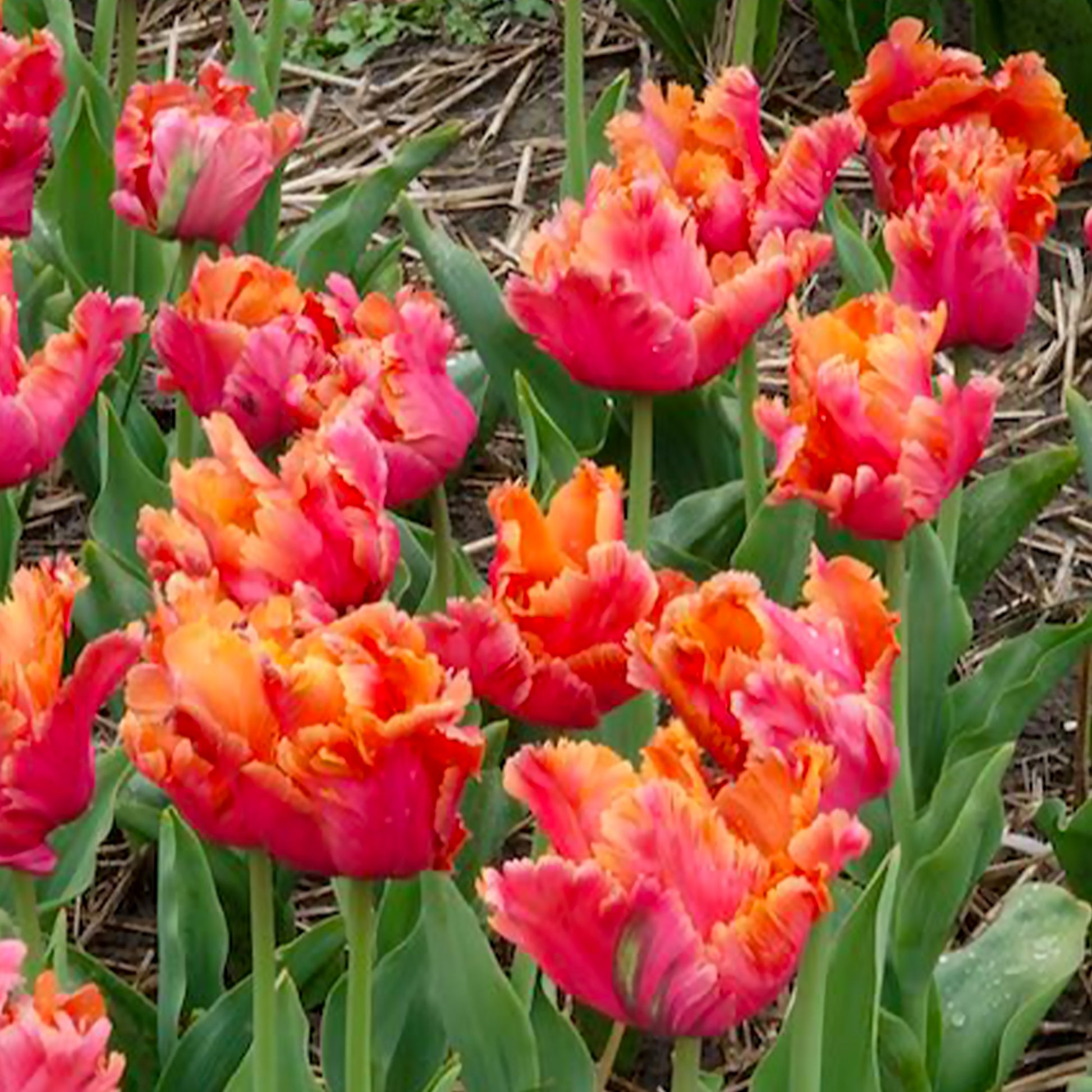 7 Tulipes perroquets Amazing Parrot - Bulbes de Tulipe - Bakker