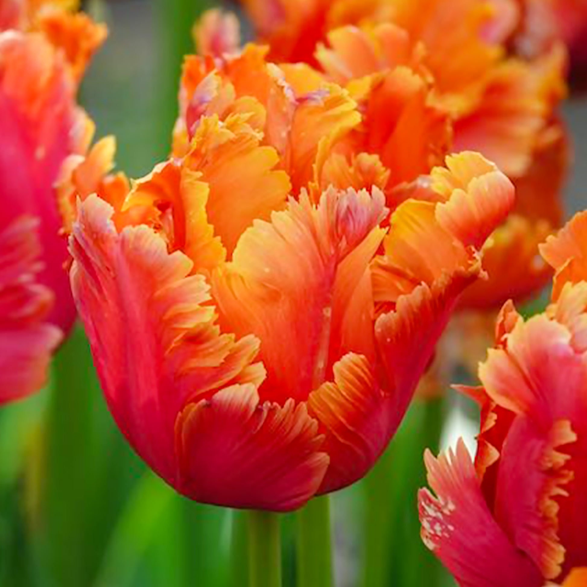 Vente 7 Tulipes perroquets Amazing Parrot - Tulipa parrot Amazing Parrot