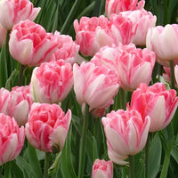 10 Tulipes à fleur de pivoine Foxtrot - Bulbes de Tulipe - Bakker