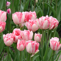 Vente 10 Tulipes à fleur de pivoine Foxtrot - Tulipa foxtrot