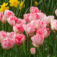 Tulipa foxtrot - 10 Tulipes à fleur de pivoine Foxtrot - Bulbes de Tulipe