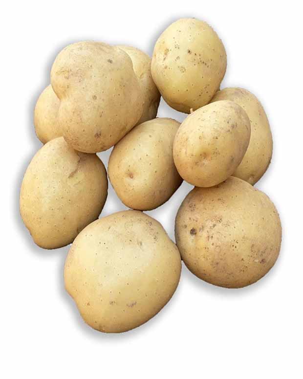 25 Pommes de terre Vitabella Bio - Solanum tuberosum vitabella - Pommes de terre