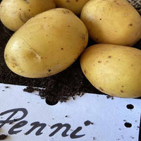 25 Pommes de terre Penni Bio - Solanum tuberosum penni - Pommes de terre