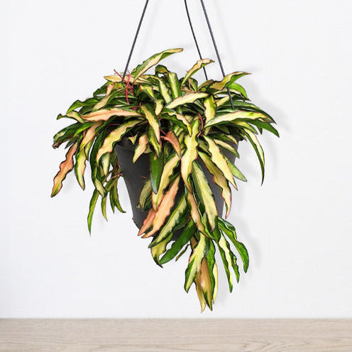 Hoya wayetii Tricolor - Bakker