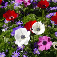 Anemone coronaria de Caen - Anémone de Caen en mélange - Bulbes d'Anémone