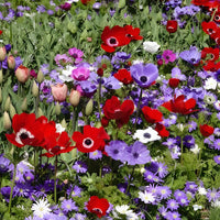 Anémone de Caen en mélange - Anemone coronaria de Caen - Bakker