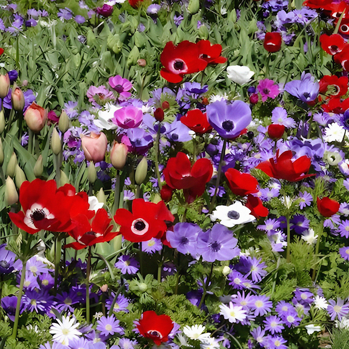 Anémone de Caen en mélange - Anemone coronaria de Caen - Bakker